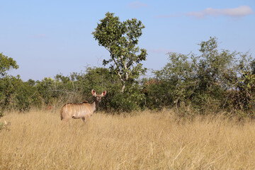 Großer Kudu / Greater Kudu / Tragelaphus strepsiceros.
