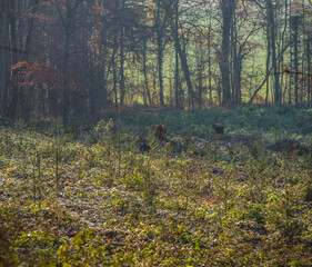 Wiederauffforstung im herbstlichen Mischwald