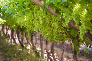 Close up view of Bunches of Export table grapes haning on a vine in De Doorns in the Hexriver...
