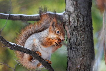 Squirrel in winter sits on a tree