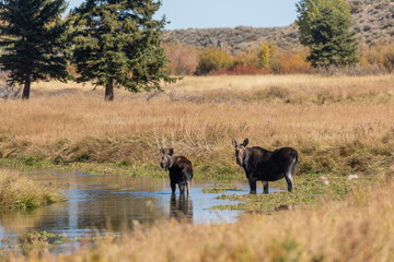 Cow and Calf Moose in Pond in Wyoming in Autumn