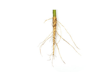 Roots of tree isolated on white background.