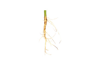 Fototapeta premium Roots of tree isolated on white background.