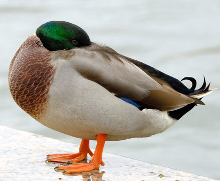 
Duck on the city pond. Background image for web design
