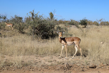 Naklejka premium Schwarzfersenantilope / Impala / Aepyceros melampus