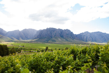 Fototapeta na wymiar Panoramic views over the vineyards of the Slanghoek Valley in the Breede Valley in the Western Cape of South Africa. It is a well know wine region in South Africa with some award winning wines.