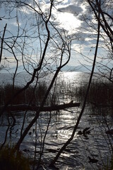 Novemberstimmung am Laacher See