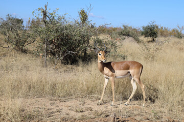 Schwarzfersenantilope / Impala / Aepyceros melampus