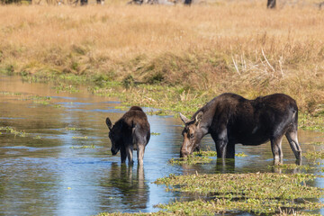 Cow and Calf Moose in Pond in Wyoming in Autumn