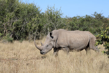 Obraz premium Breitmaulnashorn / Square-lipped rhinoceros / Ceratotherium Simum