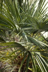 Fototapeta na wymiar Fan Palm Angled View