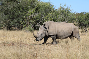 Obraz premium Breitmaulnashorn / Square-lipped rhinoceros / Ceratotherium Simum