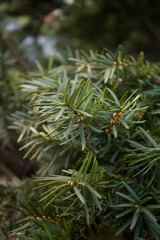 Close up of Yew Needles