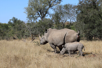 Obraz premium Breitmaulnashorn / Square-lipped Rhinoceros / Ceratotherium Simum