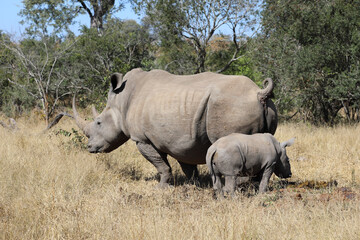 Naklejka premium Breitmaulnashorn / Square-lipped Rhinoceros / Ceratotherium Simum