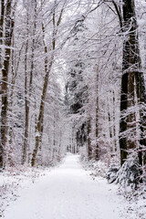 snowy forest path