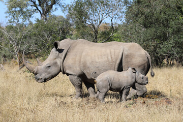 Naklejka premium Breitmaulnashorn / Square-lipped Rhinoceros / Ceratotherium Simum