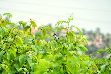 A beautiful bird sitting in a plant