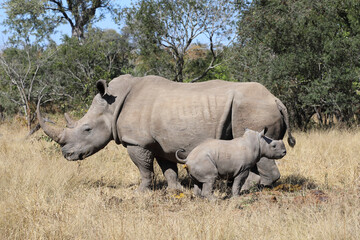 Breitmaulnashorn / Square-lipped Rhinoceros / Ceratotherium Simum