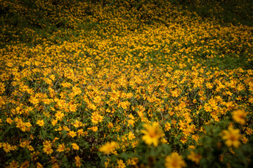 Mexican sunflower ( Tung Bua Tong flower) at daytime in Mae Hong Son Province, Thailand.