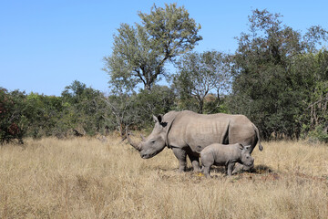 Naklejka premium Breitmaulnashorn / Square-lipped Rhinoceros / Ceratotherium Simum