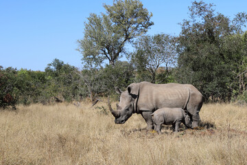 Naklejka premium Breitmaulnashorn / Square-lipped Rhinoceros / Ceratotherium Simum