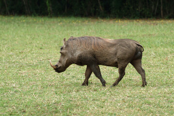 Warthog, Uganda, Africa