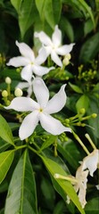 white flowers of a plant