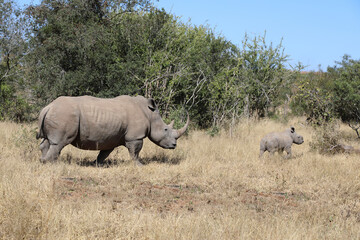 Fototapeta premium Breitmaulnashorn / Square-lipped Rhinoceros / Ceratotherium Simum