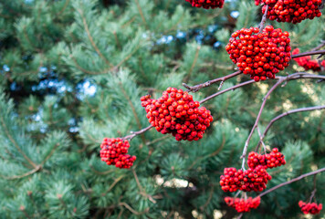 A full bunches of red fresh rowan or mountain-ash in the autumn garden on the green pine trees...