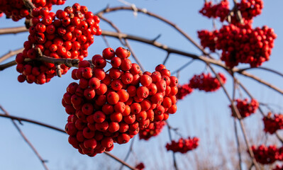 A full bunches of red fresh rowan or mountain-ash in the autumn garden on the clear blue sky and...