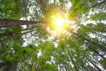 Bottom view of tree with sunlight. Beautiful summer forest, vivid green rich, lush foliage of Tropical forest.