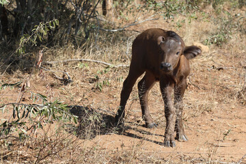 Fototapeta premium Kaffernbüffel / Buffalo / Syncerus caffer........