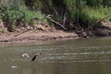 Biguá - Pato en la naturaleza