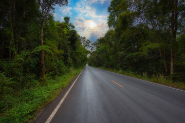 Empty forest road with morning sunshine, Asphalt road going through forest - Copy space