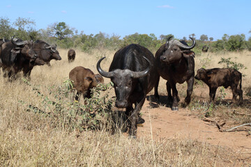 Obraz premium Kaffernbüffel / Buffalo / Syncerus caffer........