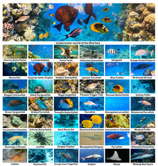 The underwater atlas or marine life identification guide. Collection of tropical fishes. Catalog...
