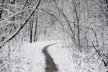 A footpath, track, walkway winding through a white winter forest, woodland with trees covered with the first snow. A winter snowy white forest landscape.