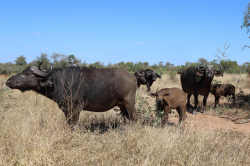 Fototapeta premium Kaffernbüffel / Buffalo / Syncerus caffer........