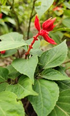 close up of red flower and green leaves