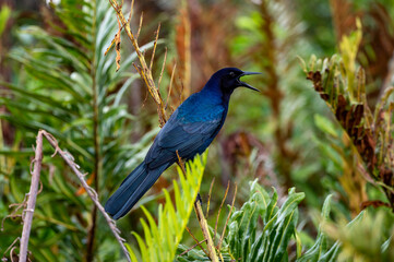Boat Tailed Grackle talking