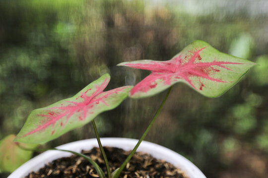 Caladium Redstar or keladi red star