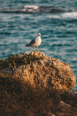 seagull on rock