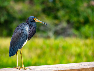 Fototapeta premium Tricolored heron on rail