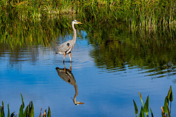 Heron hunting in marsh