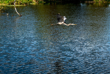 Great Blue Heron in flight over pond