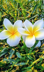 white frangipani flower