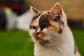 Mummy cat