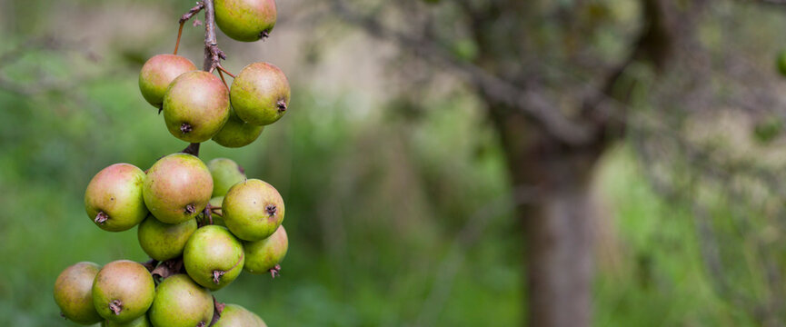 Green crab apples in the wild orchard.