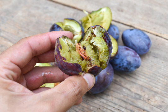 Organic ripe plum with a worm inside. Larva of Plum fruit moth - Grapholita (sometimes Cydia) funebrana in plum fruit